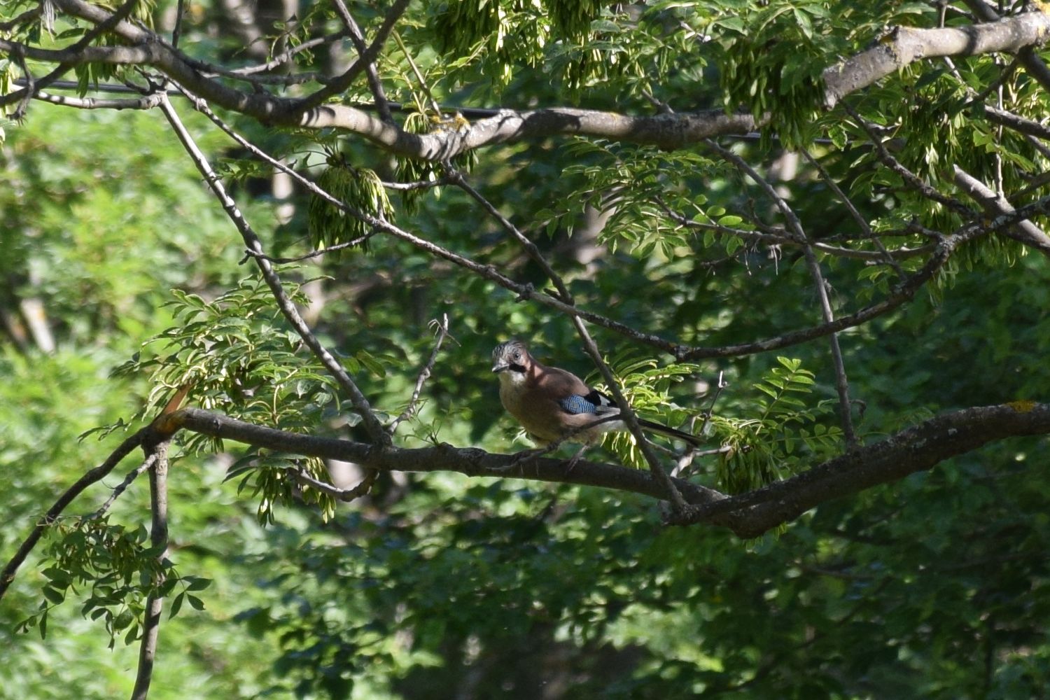 Jay