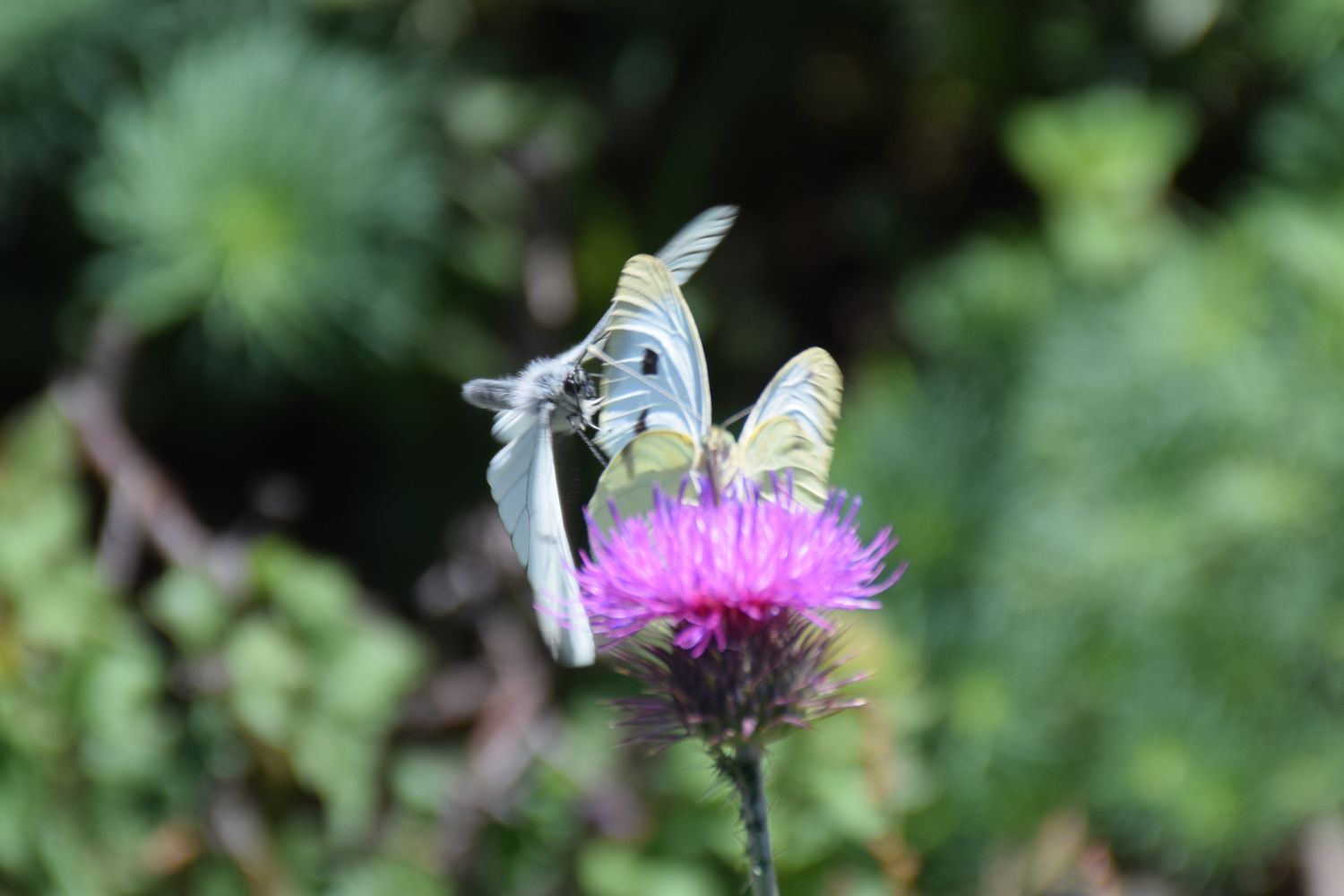 Butterflies